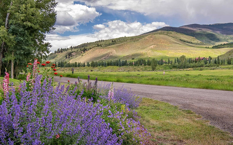 Sage Creek Flowers